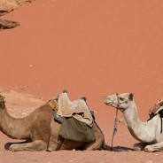 Into the sand