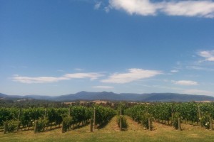 Vineyard in Yarra Valley