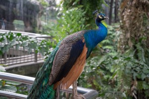 Beautiful peacock.