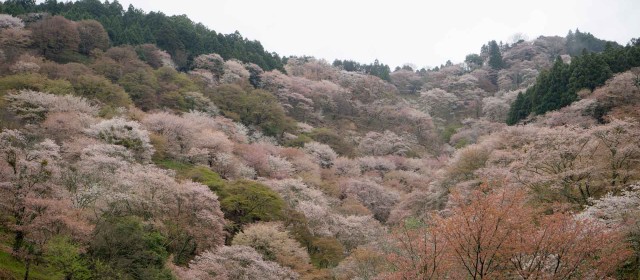 Cherry Trees and a Tea Ceremony